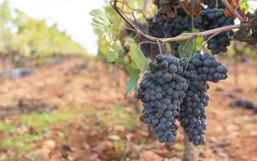 Agiorgitiko greklands blåa druva från nemea