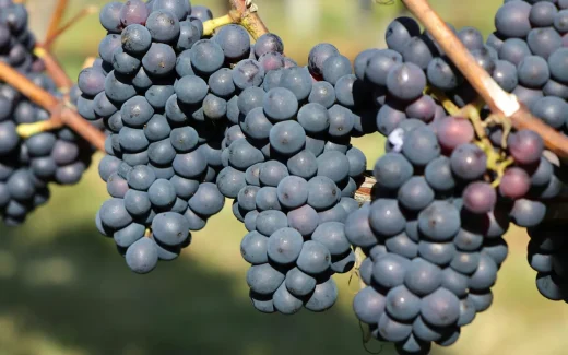 Aglianico är en druva som växer i taurasi