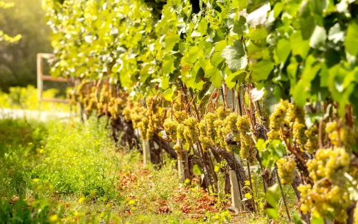 Airén på en vingård i Castilla‑La Mancha, spanien