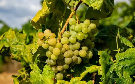 Albariño från spaniens nordvästra kust