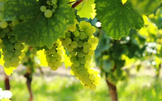 En vingård i Bourgogne, Frankrike odlar Aligoté