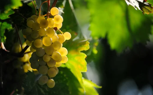 Arneis som odlats i Piemonte, nordvästra Italien