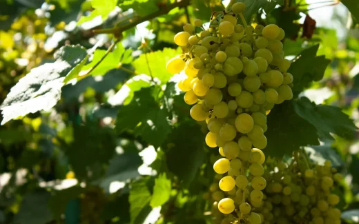 Assyrtiko från vulkanön Santorini