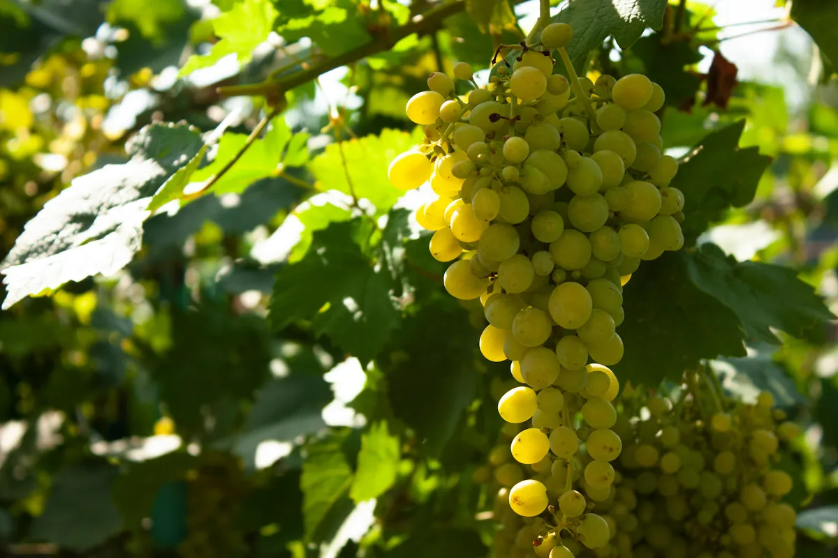 Assyrtiko från vulkanön Santorini
