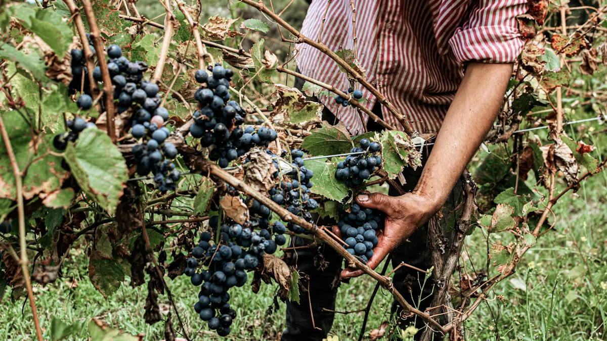 Barbera druvor som plockas av gårdsherren