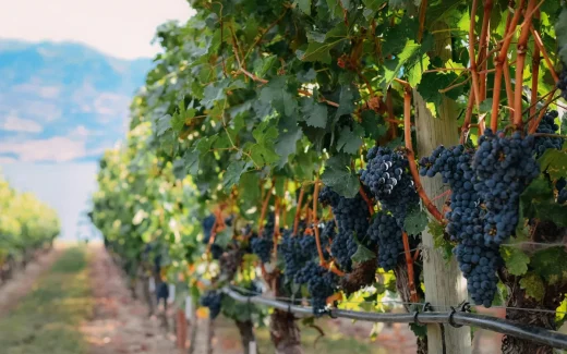 Blaufränkisch blå vindruva som odlas i Österrike