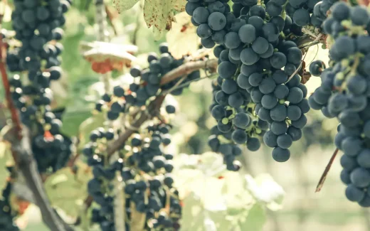 Bobal är en druvsort i Valencia, Spanien från 1400-talet