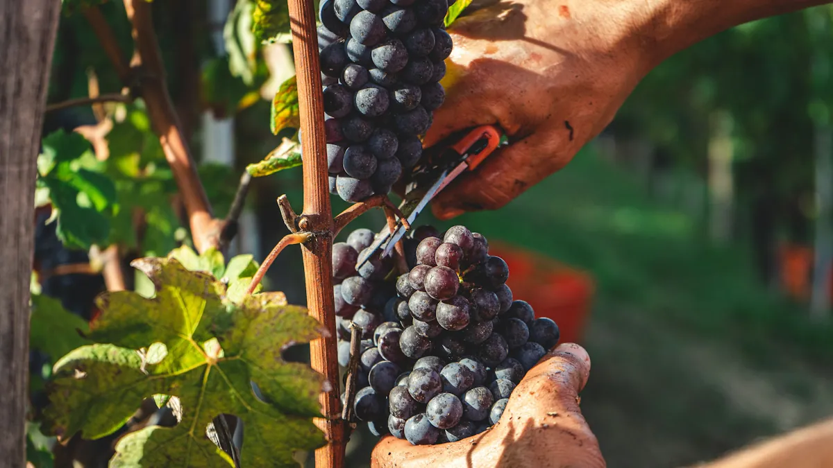 Cabernet Franc i Loire