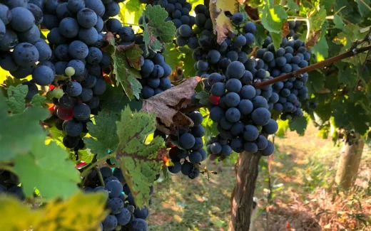 Cabernet Sauvignon druvor som mognat