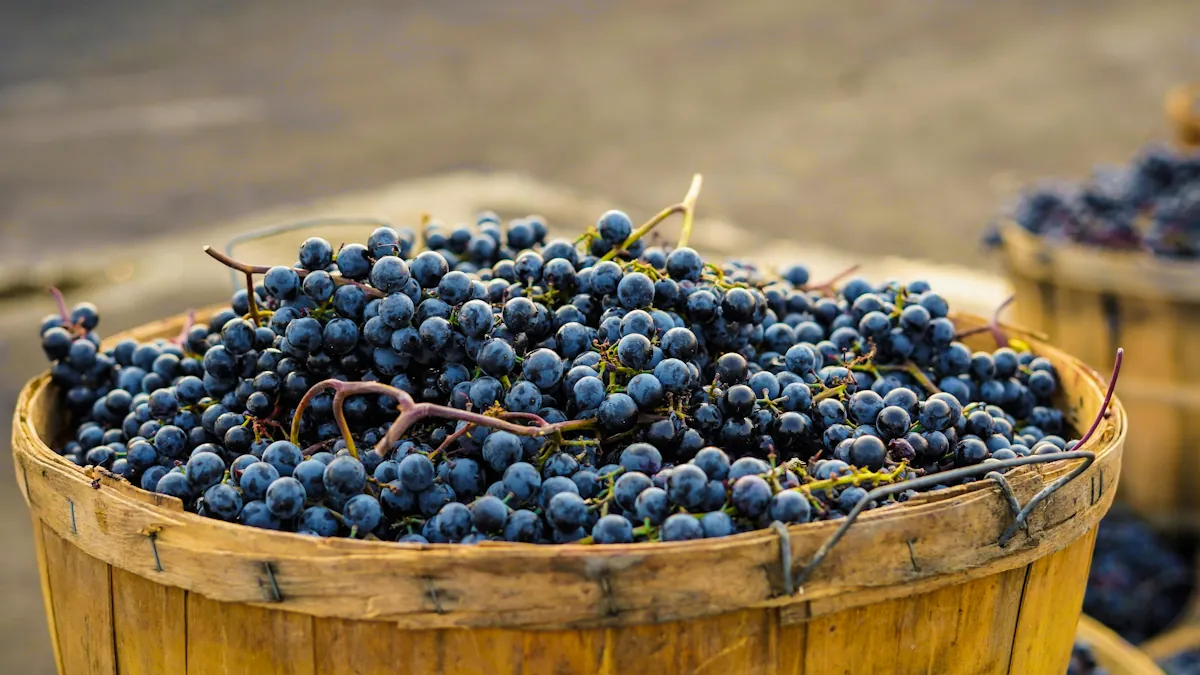 Carignan som är redo att bli vin