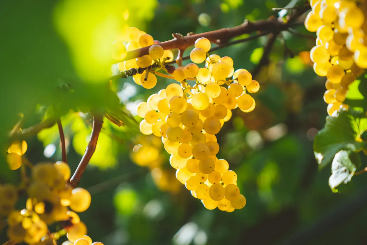 Chardonnay från bourgogne, Frankrike