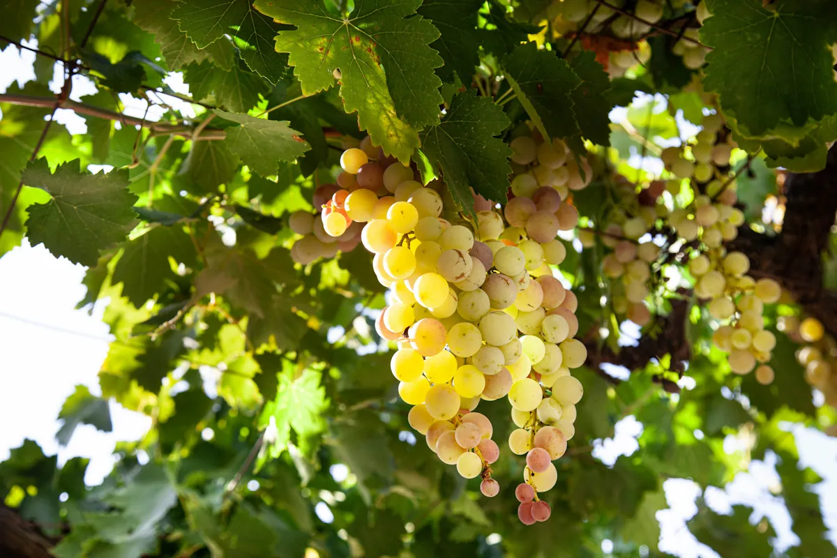 Chenin blanc från Frankrike som odlas i centrala Loiredalen