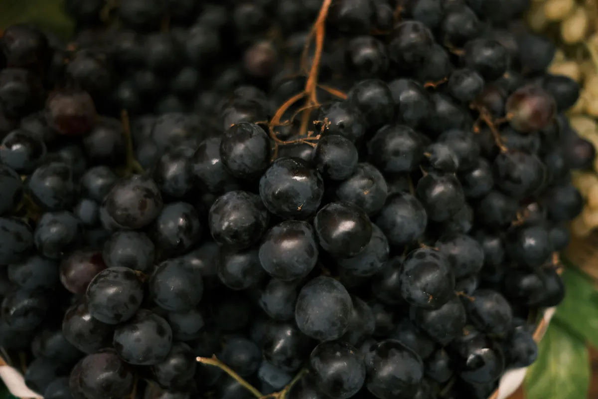 Plockade Cinsault druvor i frankrike