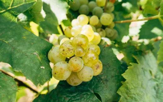 Clairette från vingård i Rhône, Södra Frankrike