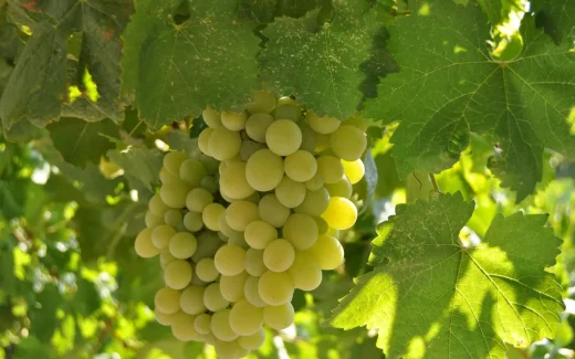 Colombard från sydvästra Frankrike ska bli Armagnac