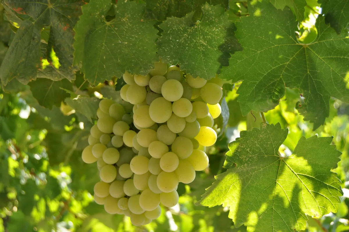 Colombard från sydvästra Frankrike ska bli Armagnac