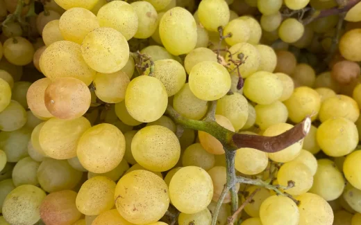 Cortese från vingård i Piemonte, nordvästra Italien