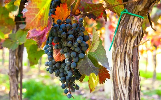 Den ovanliga druvan Counoise på en gård i Rhône, Frankrike