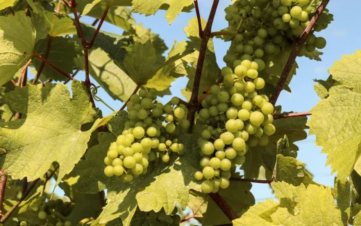 Fiano Italiens klassiska gröna druva från södra delen av landet