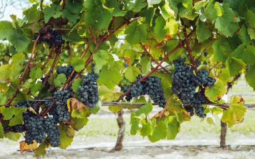 Frappato charmören från sicilien