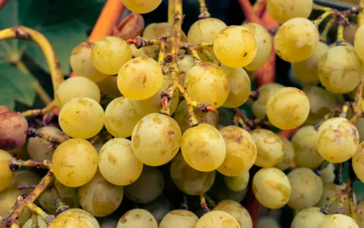 Furmint den mångsidiga druvan från vinregionen Tokaj