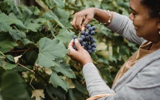 kvinna plockar en ranka med Gamay druvor