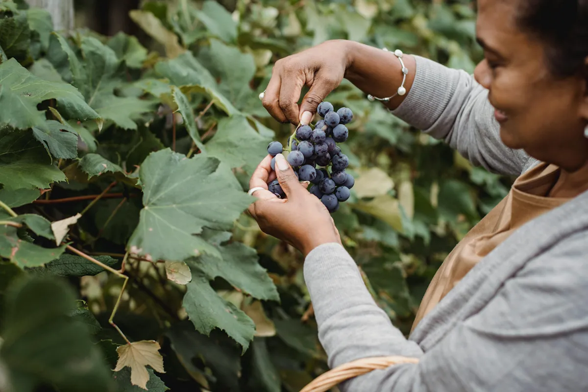 kvinna plockar en ranka med Gamay druvor