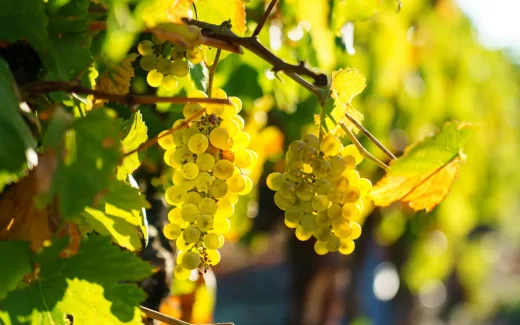 Garganega växer på en gård i Soave, Veneto Italien