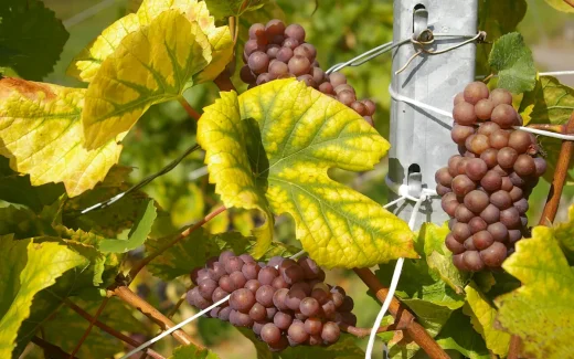 I Alsace frankrike växer denna Gewürztraminer druvan