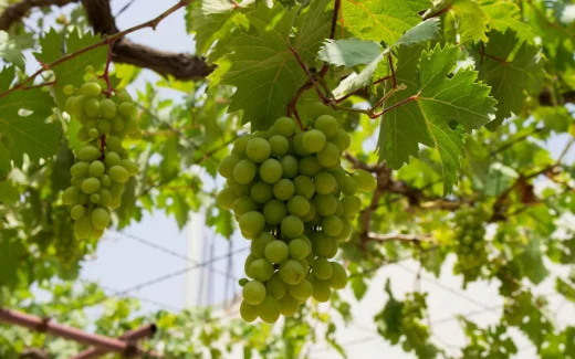 Glera på en gård i nordöstra Italien, druvan ska bli prosecco