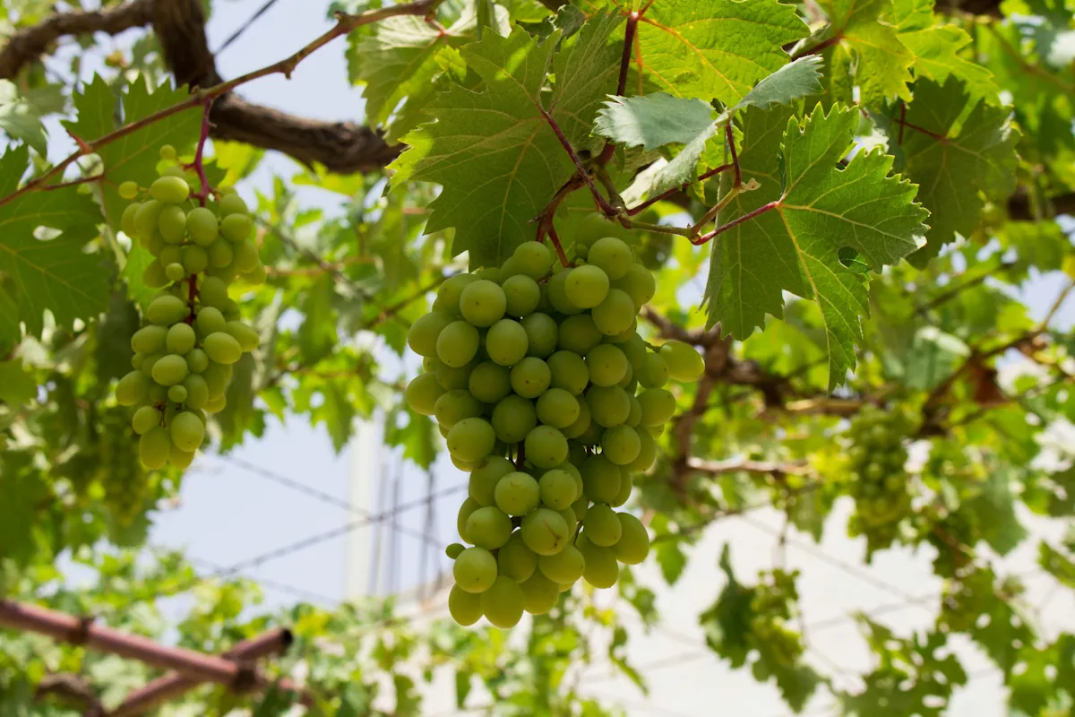 Glera på en gård i nordöstra Italien, druvan ska bli prosecco