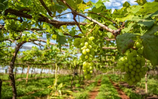 Godello på en gård i Bierzo, Galicien