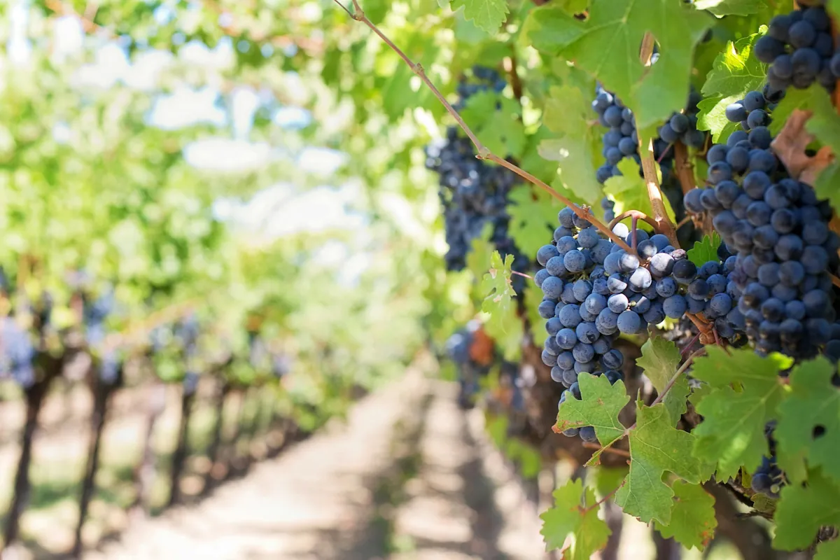 Graciano som odlas i Rioja