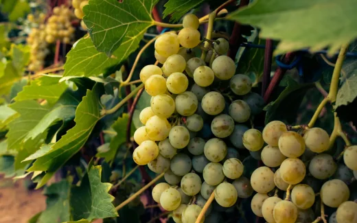 Greco, en av de äldsta kända gröna druvorna i Italien