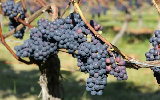 spansk vingård odlar Grenache