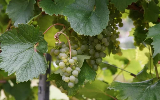 Grüner Veltliner som står för en stor del av österrikes vinproduktion