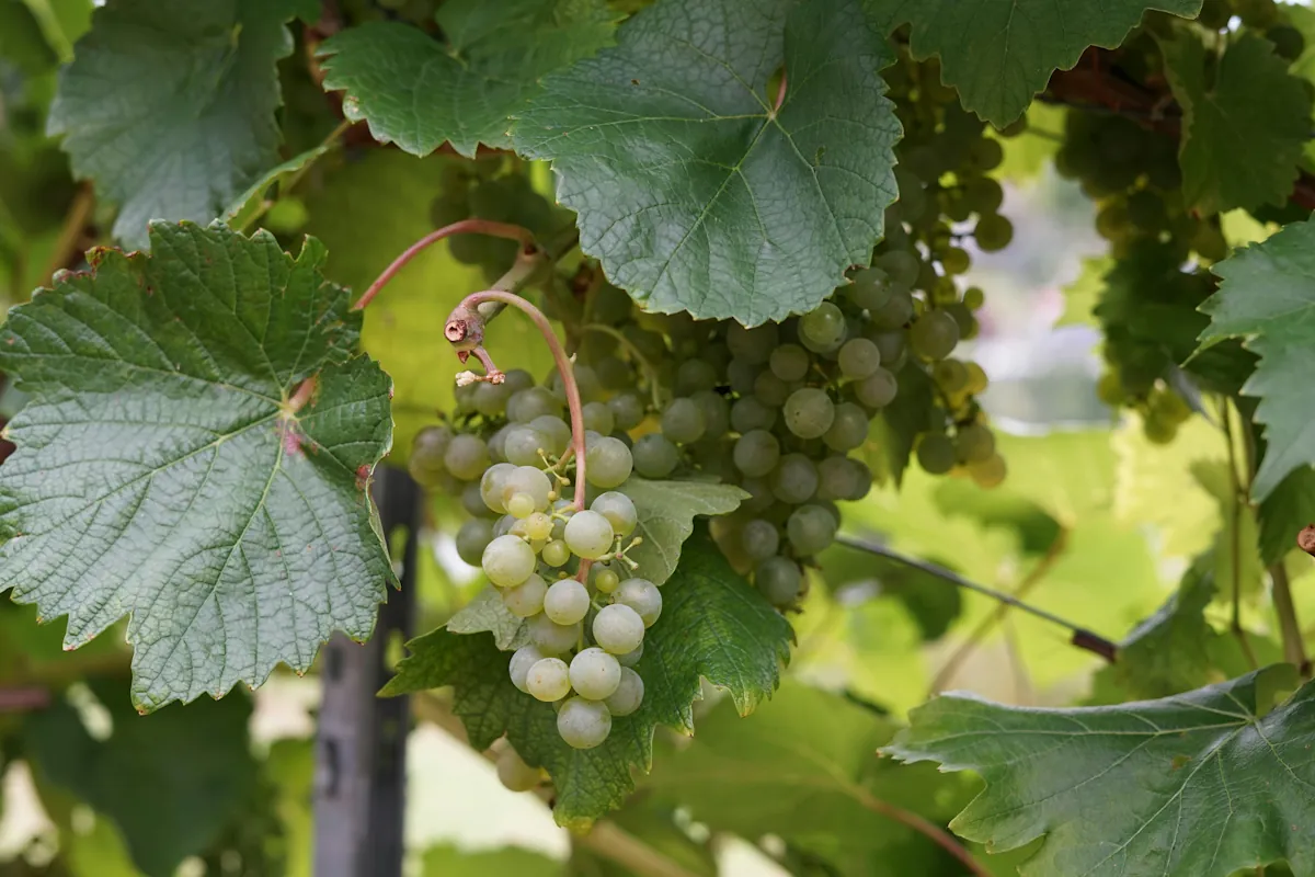 Grüner Veltliner som står för en stor del av österrikes vinproduktion