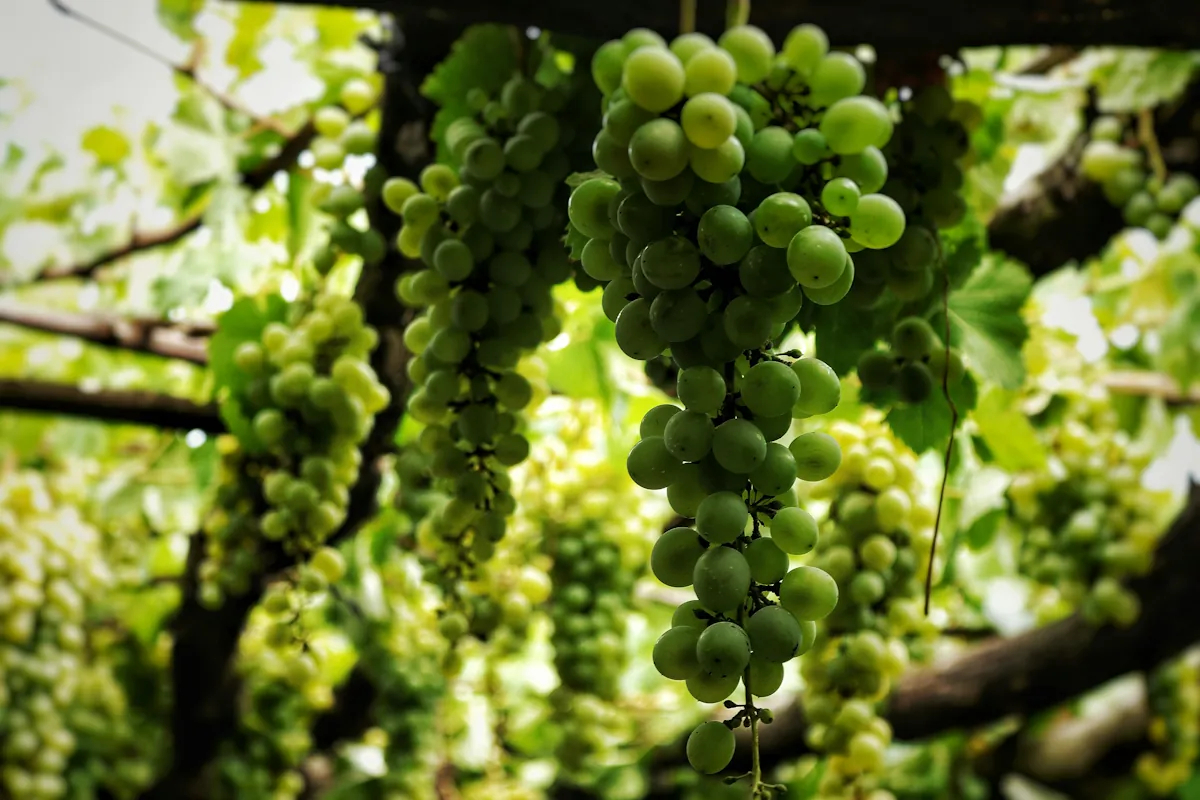 Hárslevelű på en vingård från vinregionen i Tokaj