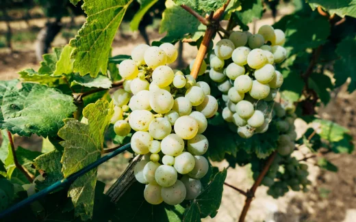 Hondarrabi Zuri som odlas på en vingård i norra spanien