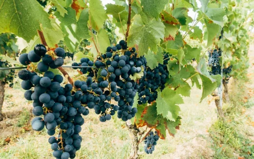 Kékfrankos en klassisk druva som odlas i Ungern