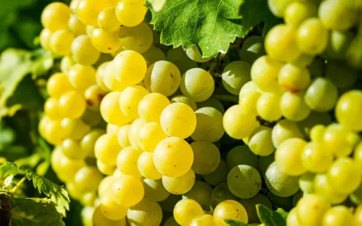 Kerner en vit druva utvecklad i Tyskland efter poeten Justinus Kerner