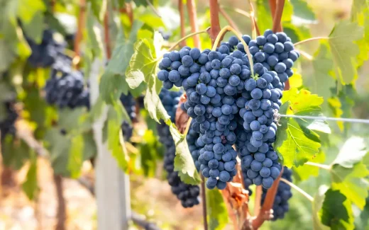 Lambrusco i Emilia‑Romagna i norra Italien