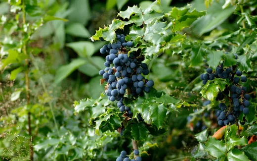 Listán Negro odlas på en vulkanö i Kanarieöarna