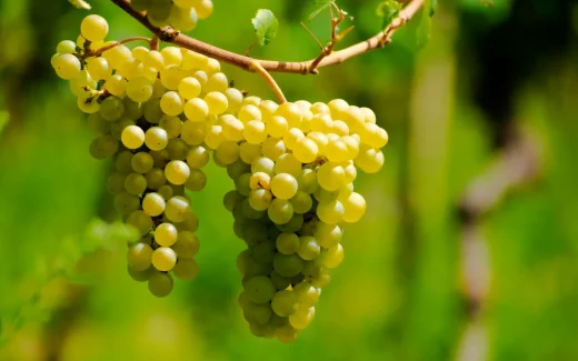 Macabeo på en gård i Katalonien, nordöstra Spanien