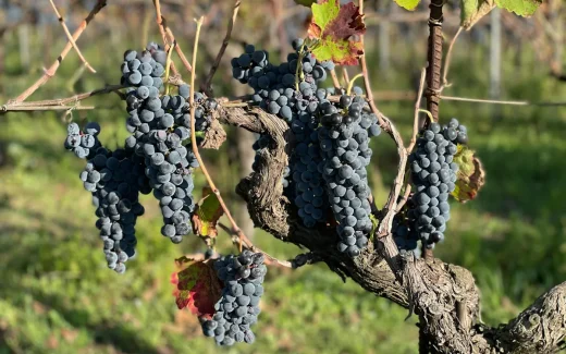 vackra Malbec växer i bordeaux