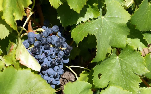 Mourvèdre som växer i provence