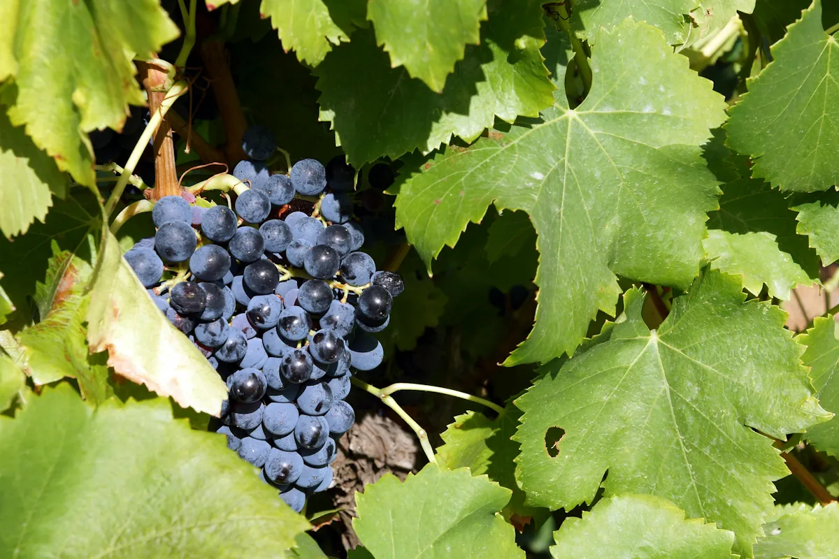 Mourvèdre som växer i provence