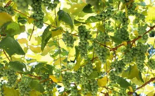 Müller-Thurgau skapad av Hermann Müller från kantonen Thurgau