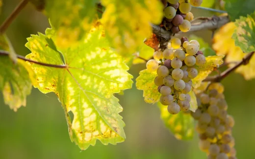 Muscadet som odlas i Loire, Frankrike