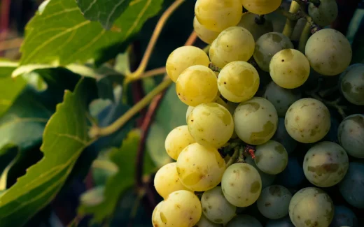 Muscat Blanc, en av världens äldsta och mest aromatiska druvsorter på en gård i grekland
